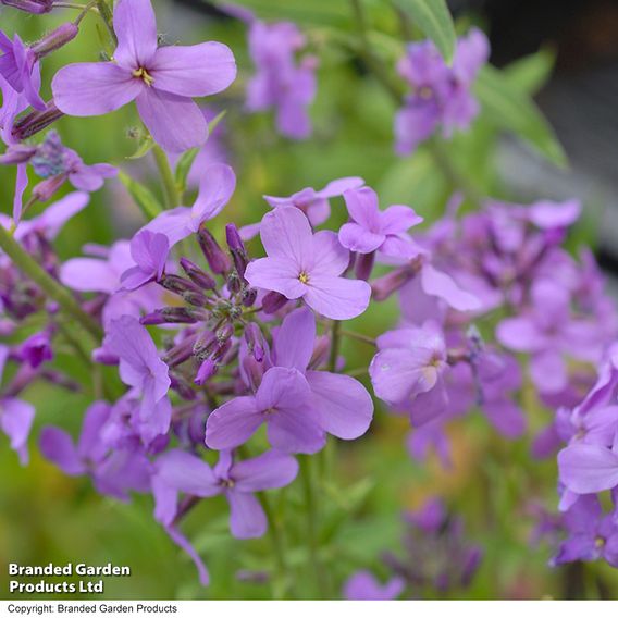 Hesperis Matronalis