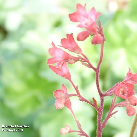 Heuchera 'Bressingham Hybrids' - Seeds