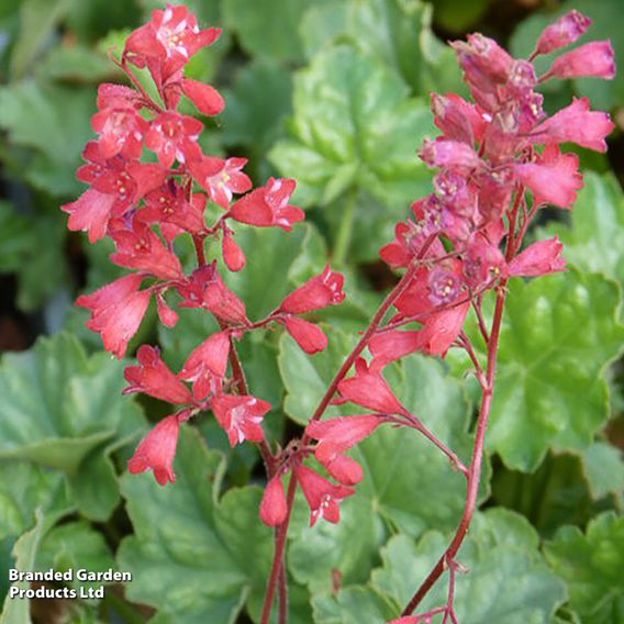 Heuchera 'Bressingham Hybrids' - Seeds