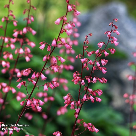 Heuchera 'Bressingham Hybrids' - Seeds