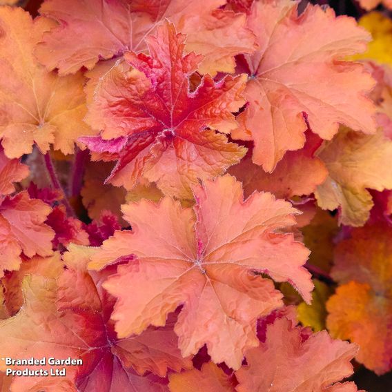 Heuchera 'Caramel'