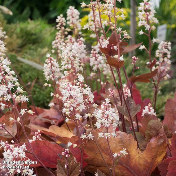 Heuchera 'Caramel'