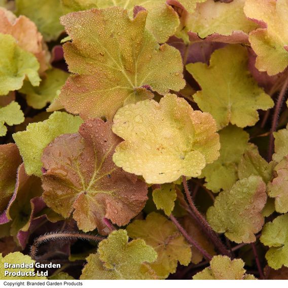 Heuchera 'Caramel'