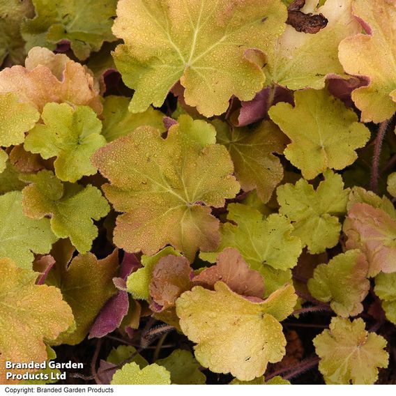 Heuchera 'Caramel'