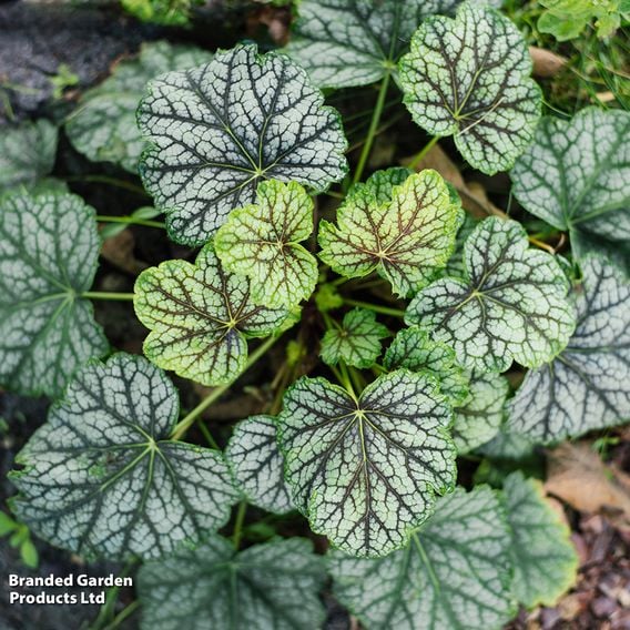 Heuchera 'Carnival Cocomint'