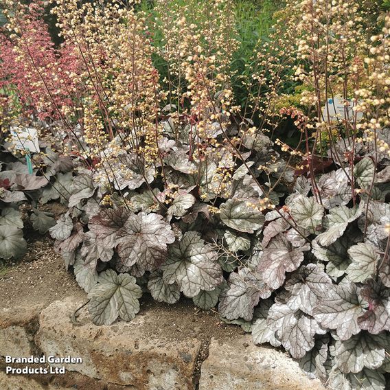 Heuchera 'Deep Night'