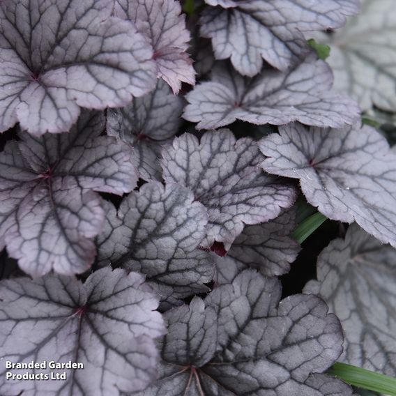 Heuchera 'Deep Night'
