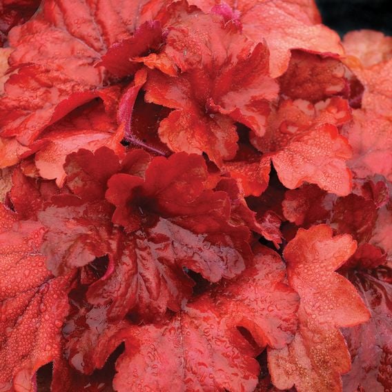 Heuchera 'Fire Alarm'