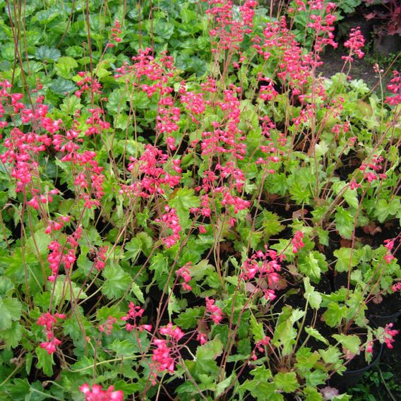 Heuchera 'Firefly'