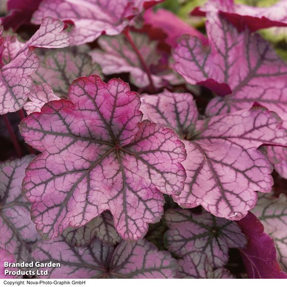 Heuchera 'Forever Purple'