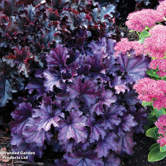Heuchera 'Forever Purple'