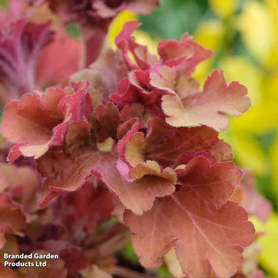 Heuchera 'Frilly'