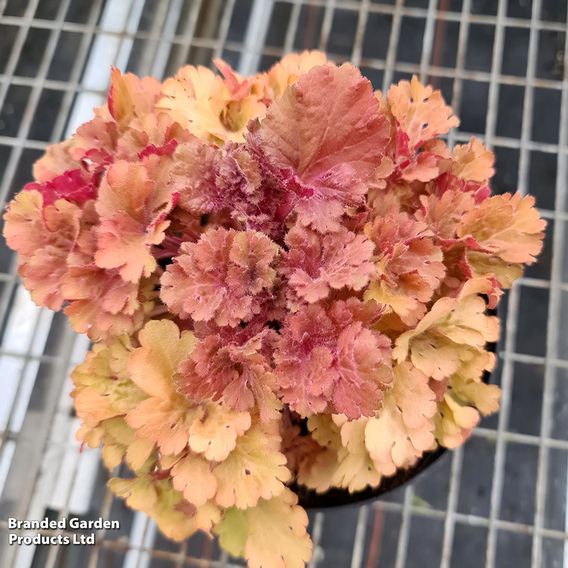 Heuchera 'Frilly'