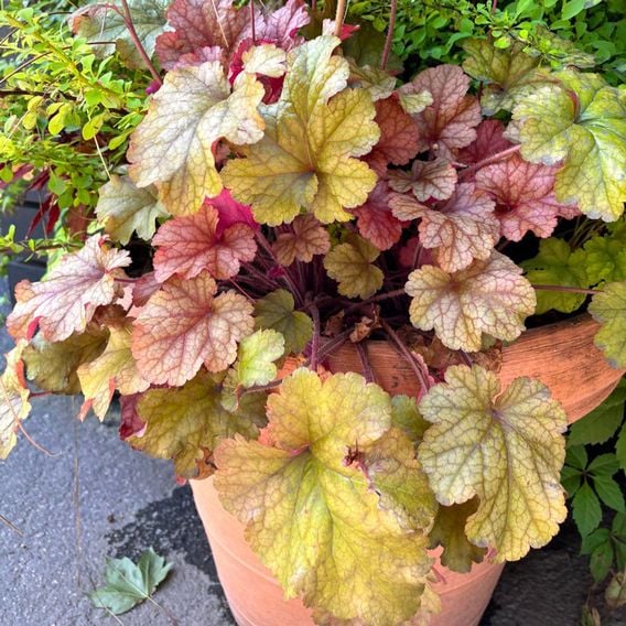 Heuchera 'Ginger Ale'