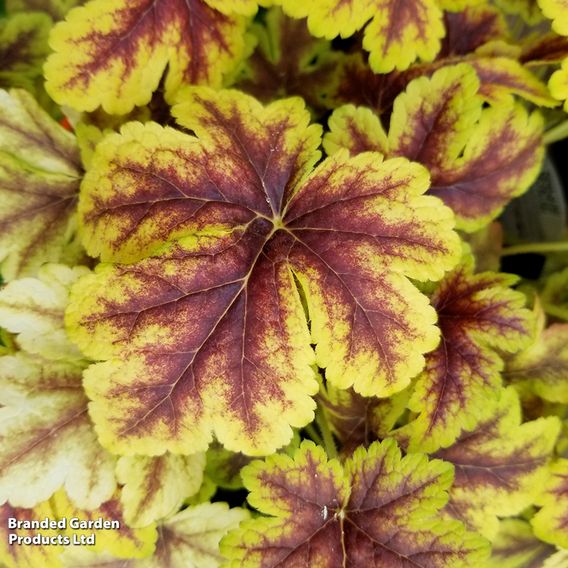 Heucherella x hybrida 'Gold Zebra'