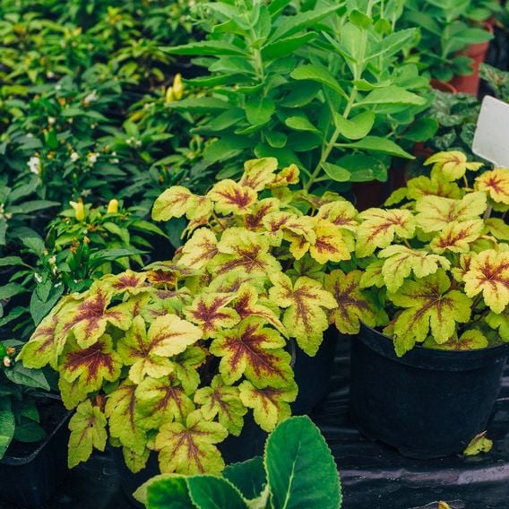 Heucherella x hybrida 'Gold Zebra'