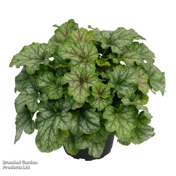 Heuchera 'Jade Green'