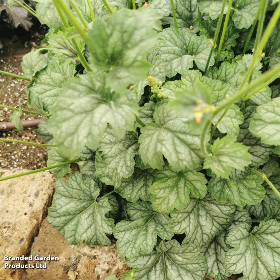 Heuchera 'Jade Green'