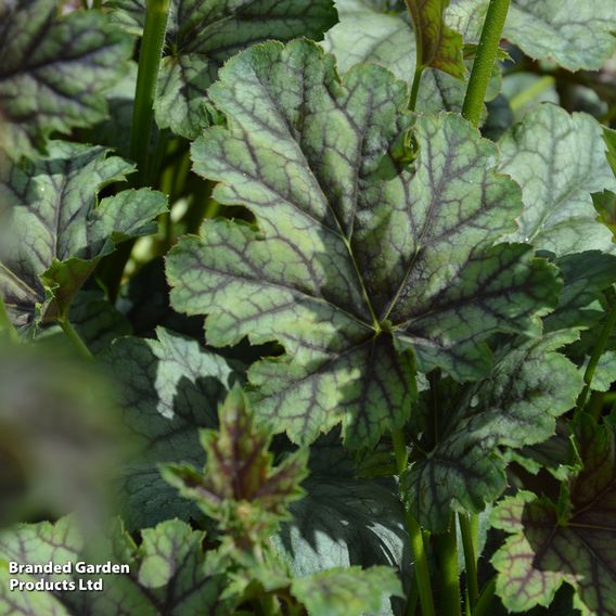 Heuchera 'Jade Green'