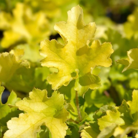 Heuchera 'Lime Marmalade'