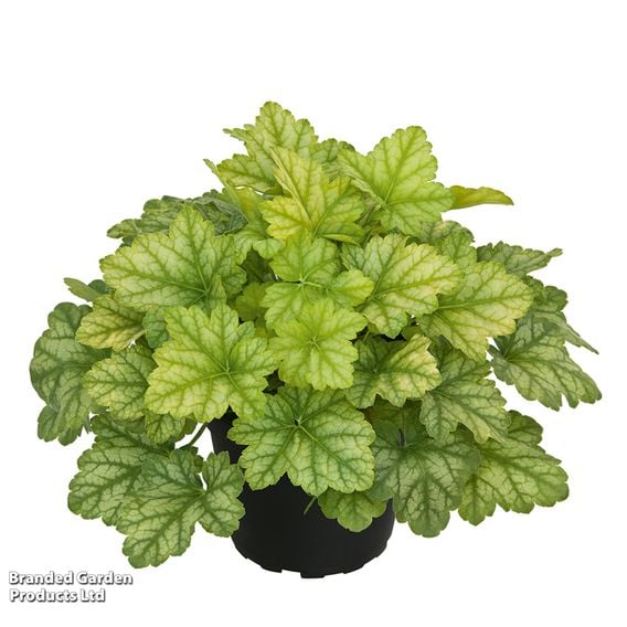 Heuchera 'Lime'