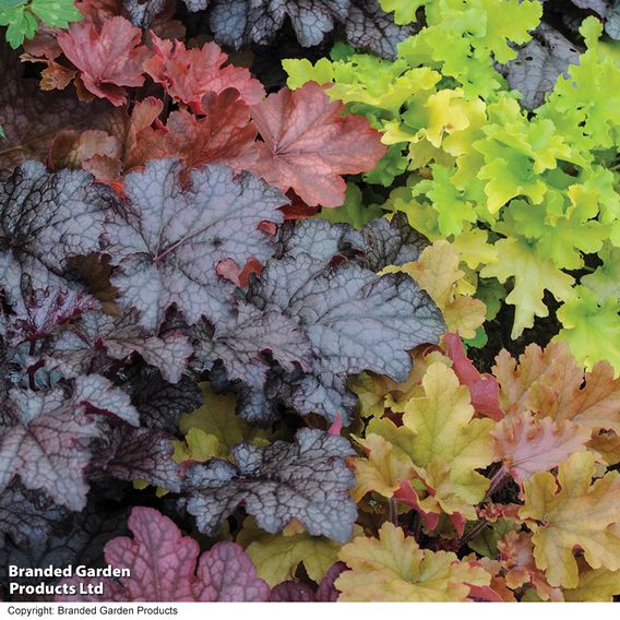 Heuchera 'Mosaic'