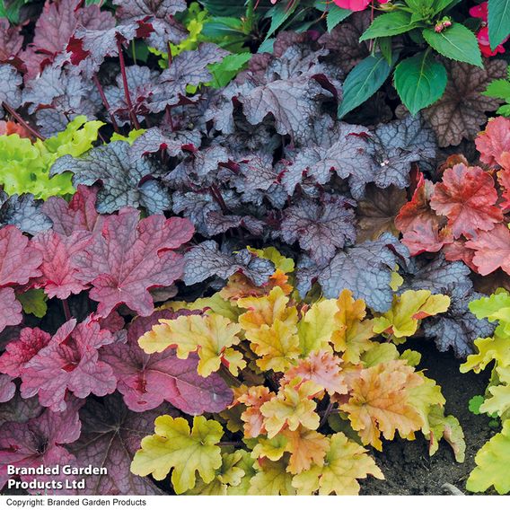 Heuchera 'Mosaic'