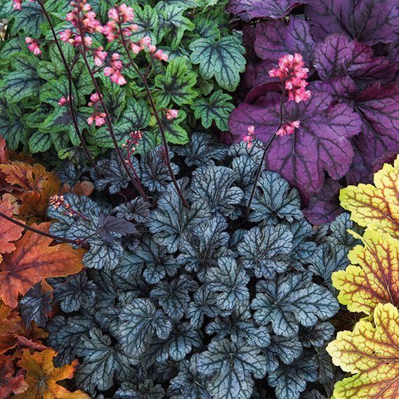 Heuchera 'Mosaic'