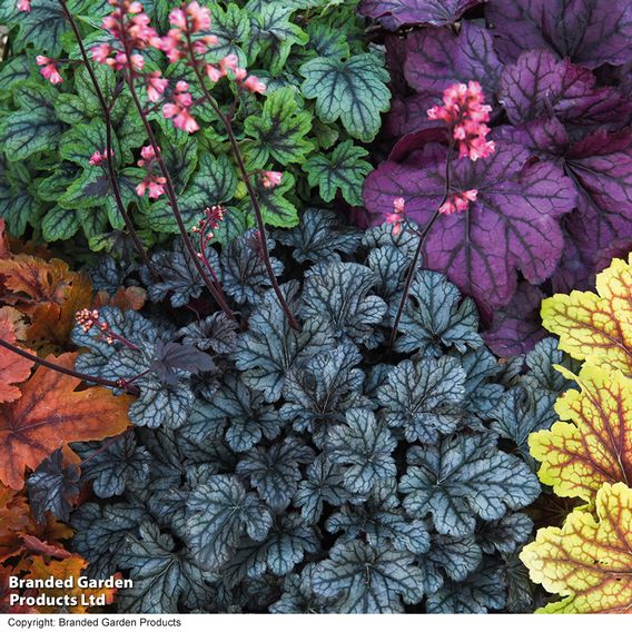 Heuchera 'Mosaic'