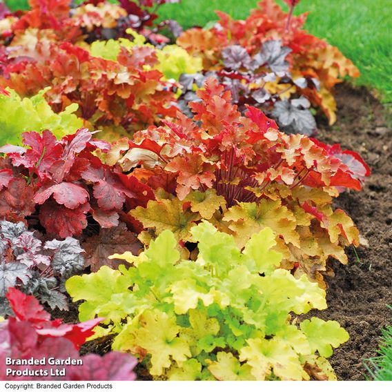 Heuchera 'Mosaic'
