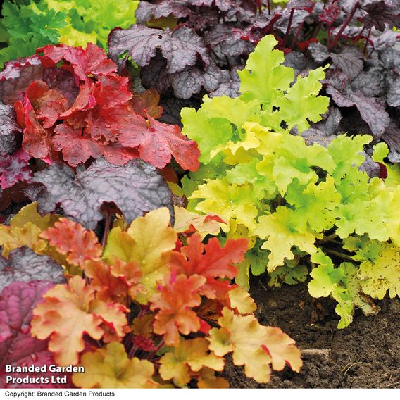 Heuchera 'Mosaic'