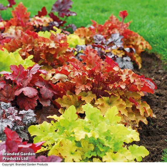 Heuchera 'Mosaic'
