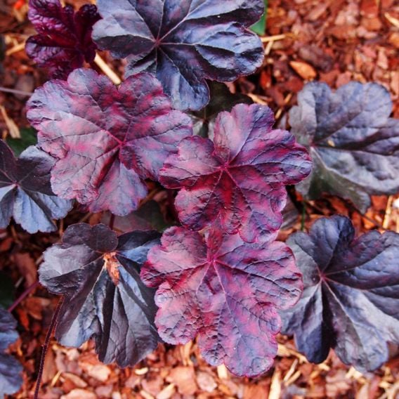 Heuchera 'Obsidian'