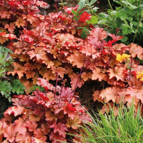 Heuchera 'Peach Flambe'