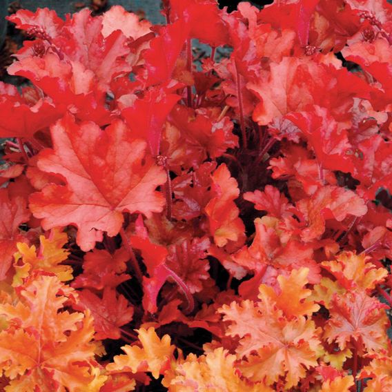 Heuchera 'Peach Flambe'