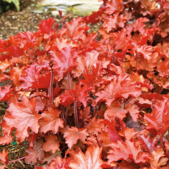 Heuchera 'Peach Flambe'