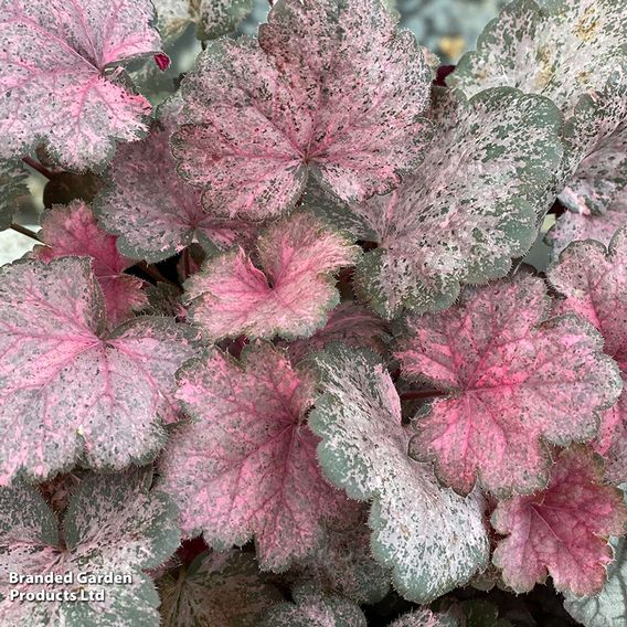Heuchera 'Pinky Panky'