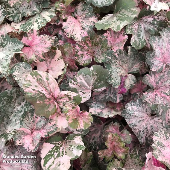 Heuchera 'Pinky Panky'