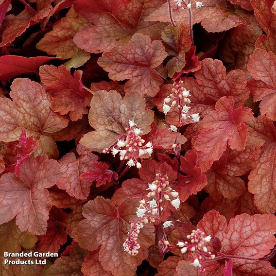 Heucherella 'Trailing Trio'
