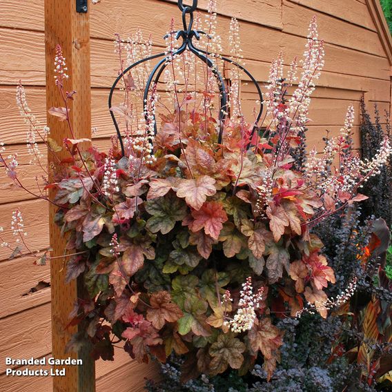 Heucherella 'Trailing Trio'