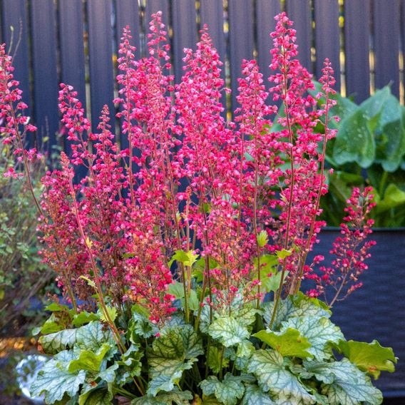Heuchera sanguinea