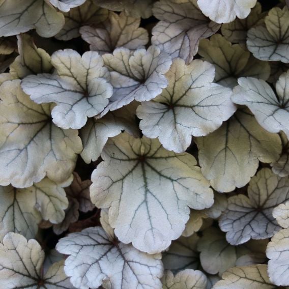 Heuchera 'Silver Gumdrop'