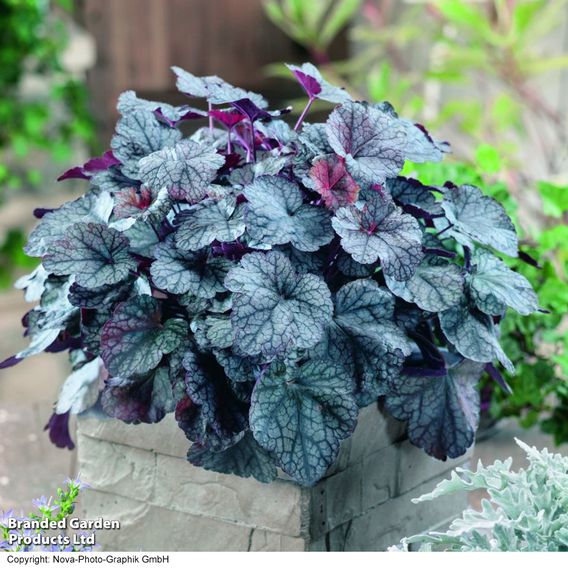Heuchera 'Silver Scrolls'
