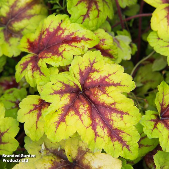 Heucherella 'Trailing Trio'