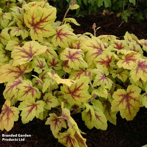 Heucherella 'Trailing Trio'
