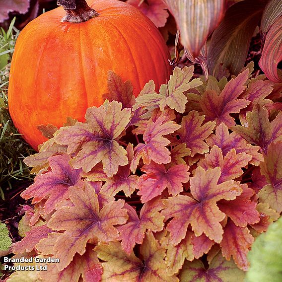 Heucherella Trailing 'Sweet Tea'