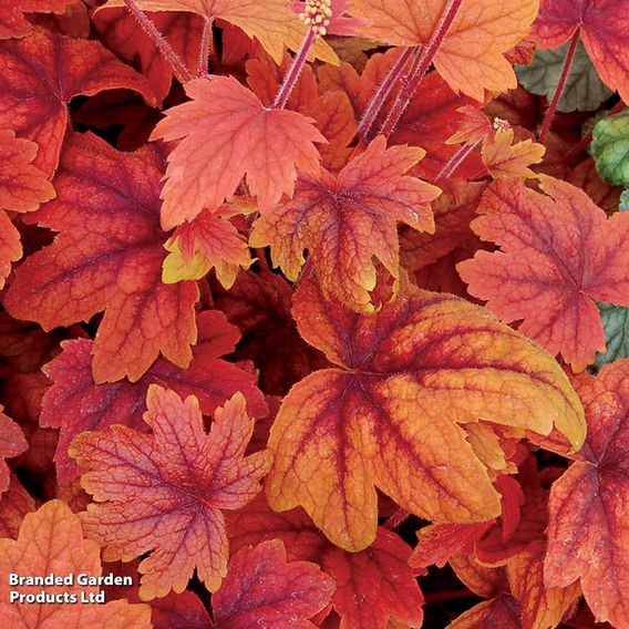 Heucherella 'Trailing Trio'