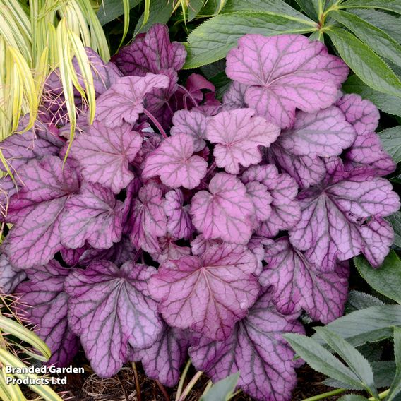 Heuchera 'Wild Rose'