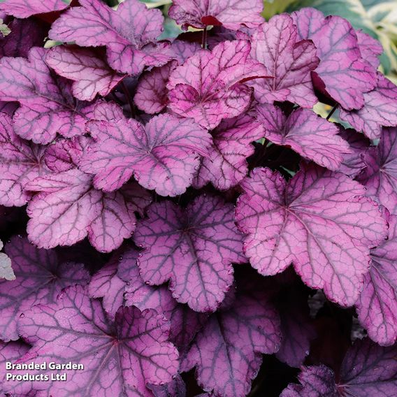 Heuchera 'Wild Rose'