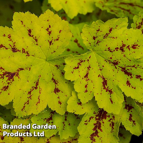 Heucherella 'Solar Power'